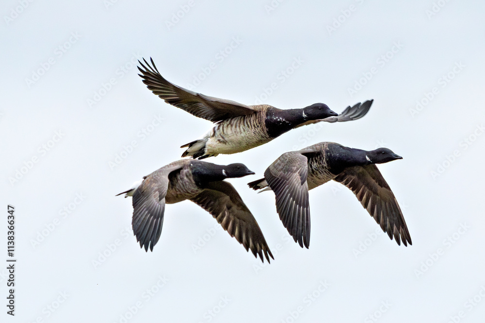 Brent Goose (Branta bernicla), common in coastal wetlands like Bull Island, Dublin Brent Goose (Branta bernicla), common in coastal wetlands like Bull Island, Dublin