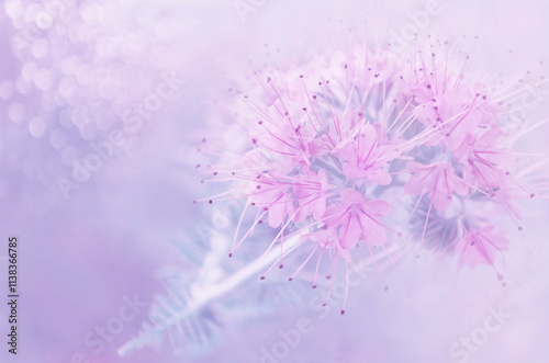 Beautiful pastel pink flowers on blurred background with bokeh. Floral image with copy space. Close-up, soft focus.