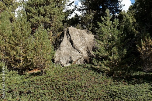 Himalayan Pine (Pinus wallichiana) near Fairy Meadows in Rakhiot Valley. Himalayan Mountains. Gilgit-Baltistan region. Pakistan. Asia. photo