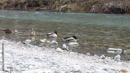 Mallard ducks enjoy bating in a shallow river