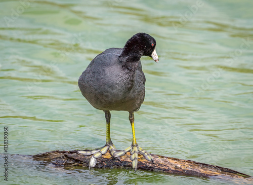 Konstfotografi American Coot