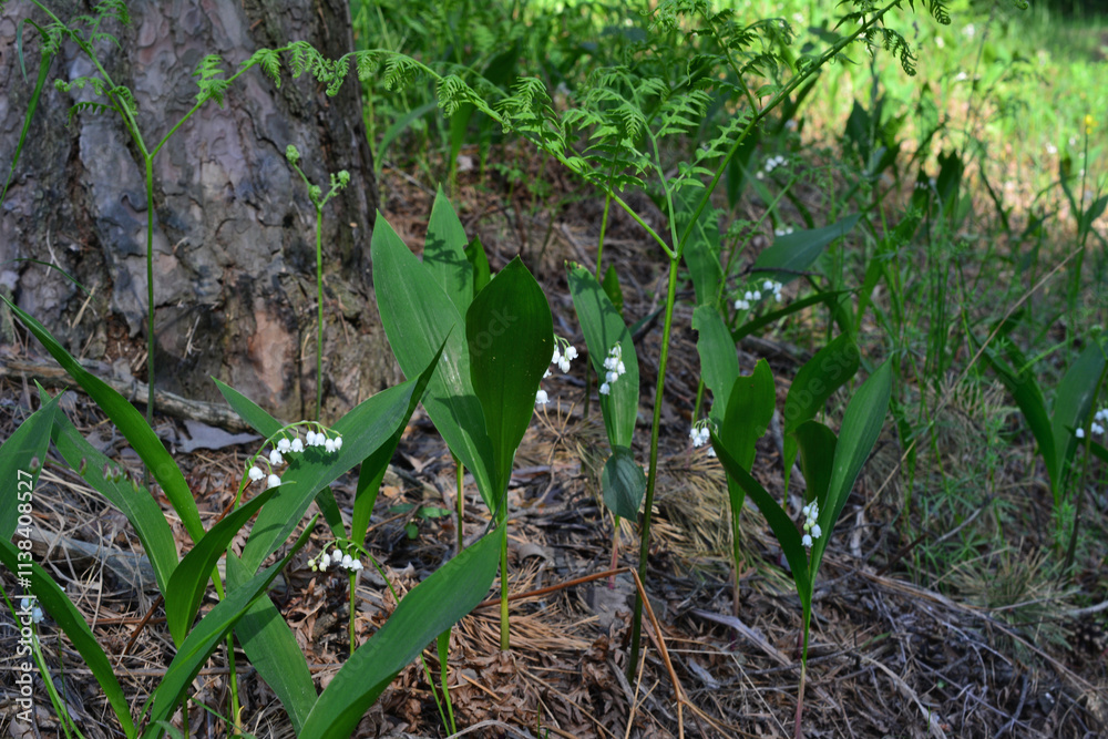 a bunch of lily of the valley and green leaves in the forest on the lawn a bunch of lily of the valley and green leaves in the forest on the lawn