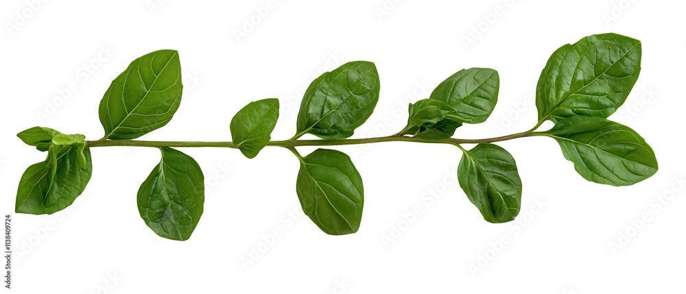Fresh green leaves on a natural branch. transparent background Fresh green leaves on a natural branch. transparent background