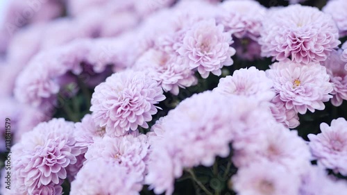 Panning around beautiful light purple-colored Chrysanthemum Mum flowers in autumn.