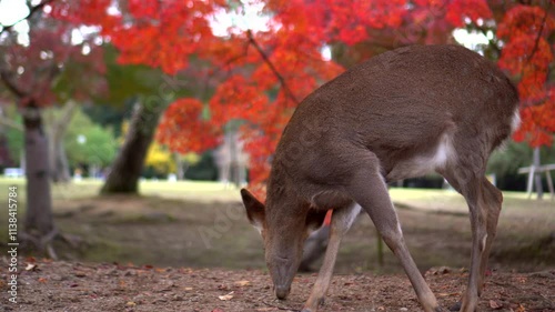 Deer in aurumn leaves nara park Japan public park natural red maple