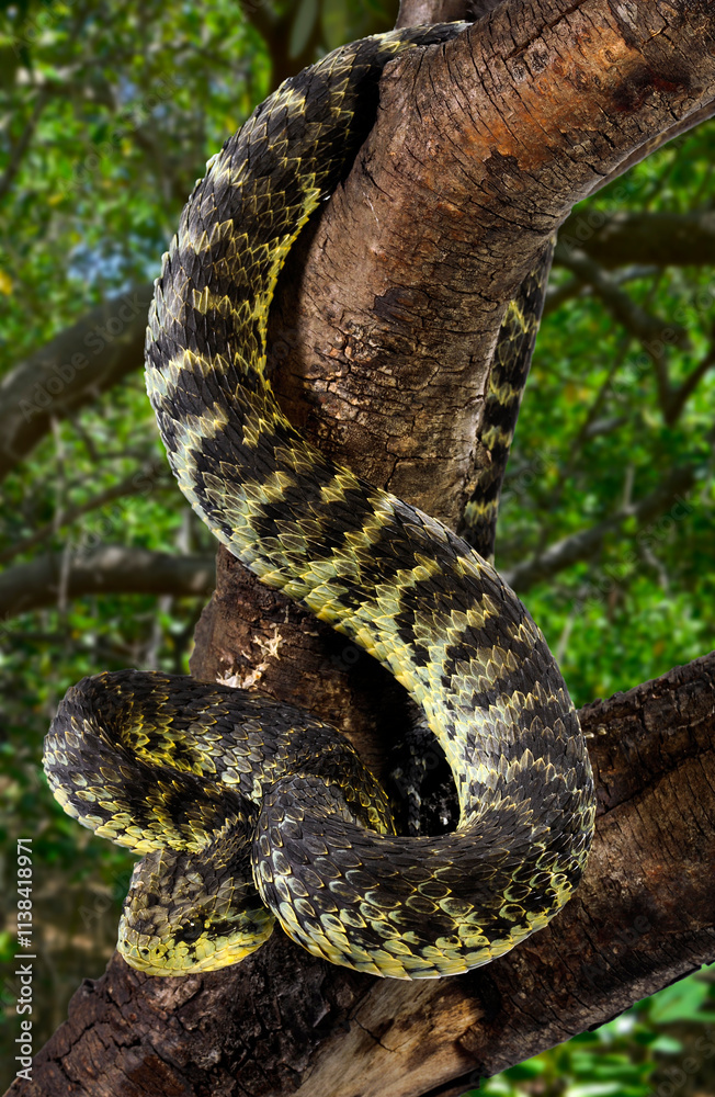 Obraz premium Grüne Buschviper, Rankschuppige Buschviper // Green bush viper (Atheris squamigera)