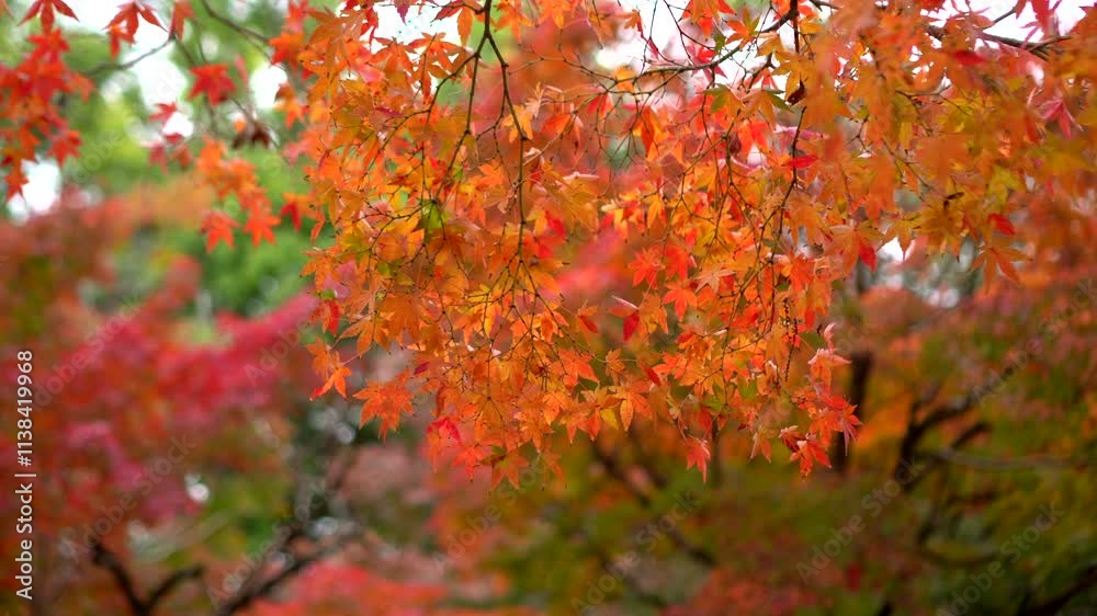 Red leaf leaves maple autumn Japan background natural tree Red leaf leaves maple autumn Japan background natural tree