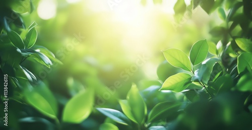 Lush Green Leaves Bathed In...