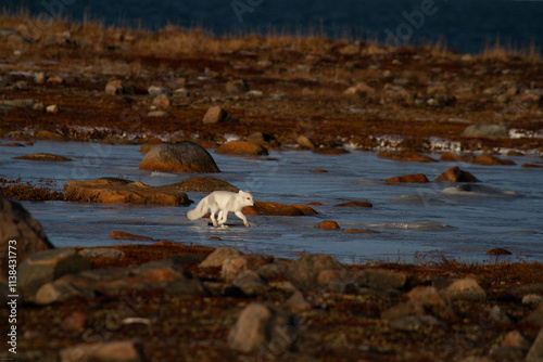 Arctic fox walking on ice during moult season from grey summer fur to winter white coat with a colourful red tundra in the background, Arviat, Nunavut