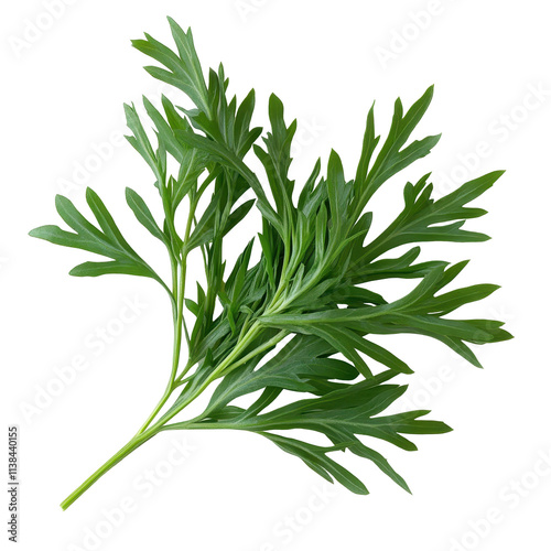 Fresh green leaves of artemisia plant transparent background