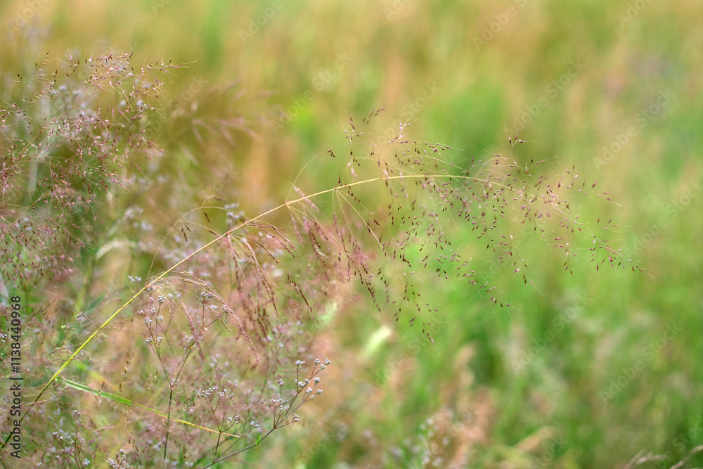 a field of wild flowers with a blurry background. a field of wild flowers with a blurry background.