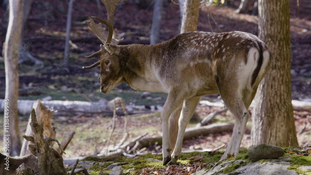 White tailed deer in northern boreal forest Canada White tailed deer in northern boreal forest Canada