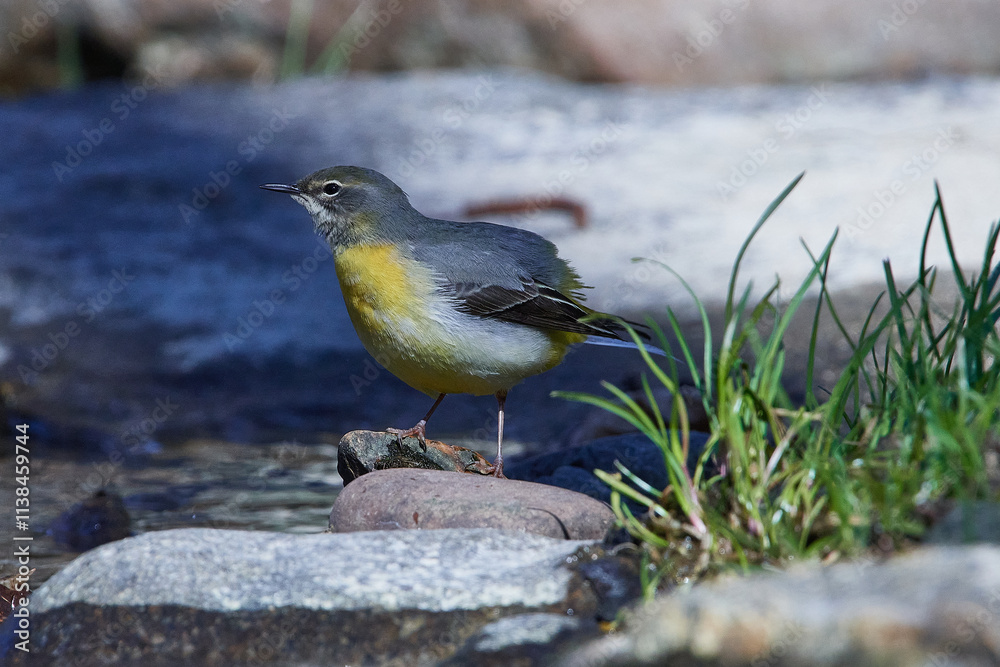 Fototapeta premium Gebirgsstelze im Frühjahr an der Spree in der Oberlausitz