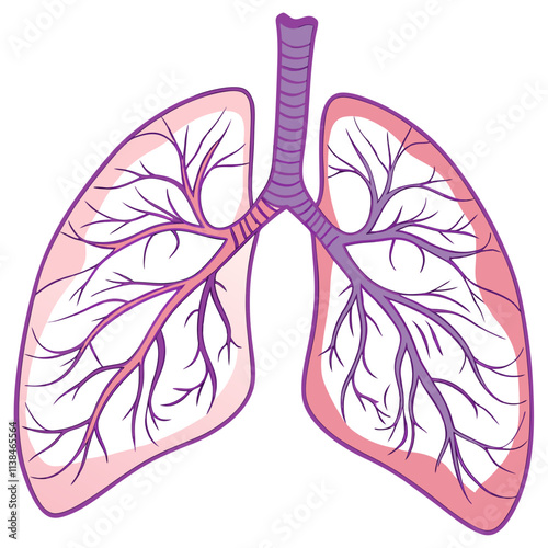 lungs illustrations 