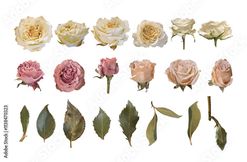 Collection of realistic roses and leaves