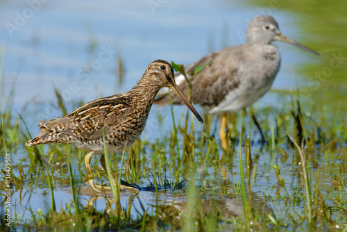 Magellanic Snipe and Greater Yellowlegs on a wetland photo