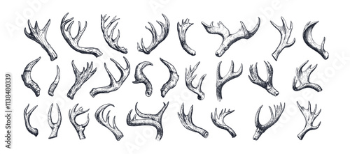 Animal horns engraving vector set. Antelope deer sheep moose ram antlers head artiodactyla bones, isolated hand drawn black monochrome vectors on white background