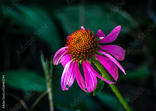 Purple Coneflower in Cullinan Park in Sugar Land, Texas photo