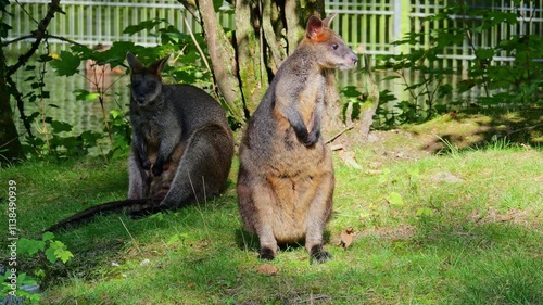 Swamp Wallaby, Wallabia bicolor, is one of the smaller kangaroos. This wallaby is also commonly known as the black wallaby