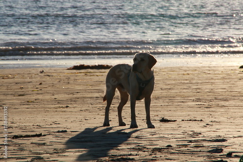 Hund am Strand