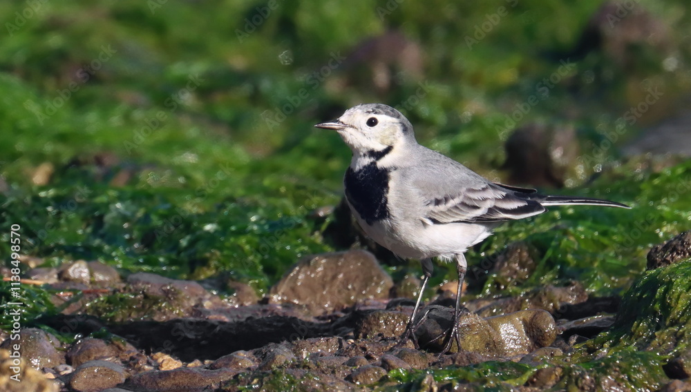 White Wagtail, Motacilla alba, birds of Montenegro White Wagtail, Motacilla alba, birds of Montenegro