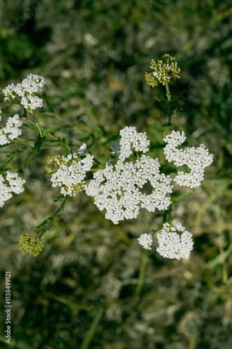 Yarrow  blooms in the wild  grasses.
