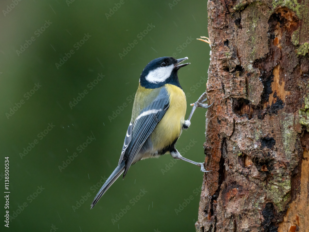  Kohlmeise (Parus major)