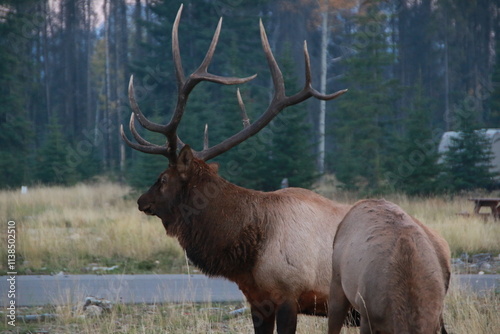 Wapiti