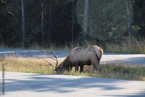 Wapiti