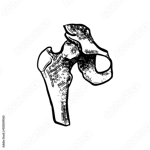 Illustration of an Human Hip Joint Bones Anatomy Handdrawn