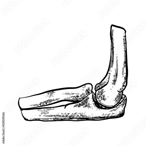 Illustration of an Human Elbow Joint Bones Anatomy Handdrawn