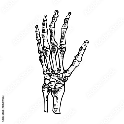 Illustration of an Human Wrist Joint Bones Anatomy Handdrawn