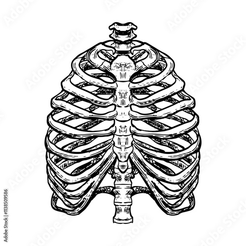 Illustration of an Human Ribs Bones Anatomy Handdrawn