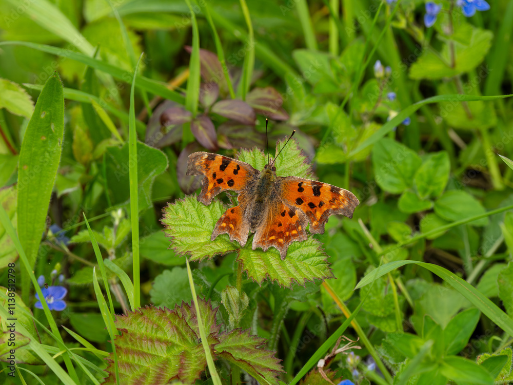 Obraz premium Comma Butterfly Resting With its Wings Open