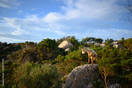 Wild goat at Caprera island, Sardinia photo