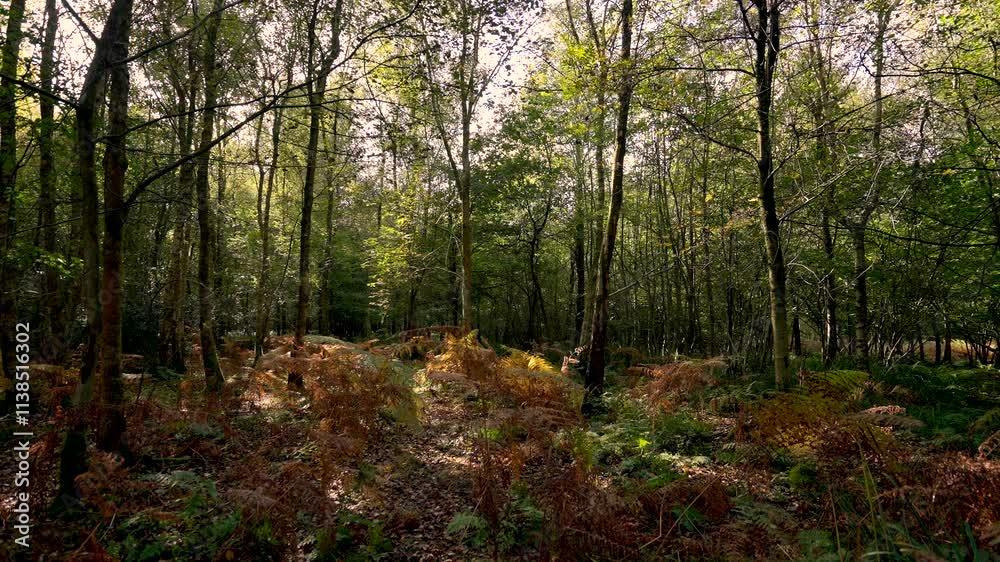 Still Fall Woodland with Bright Orange Groundcover and Yellowing Tree Canopy Still Fall Woodland with Bright Orange Groundcover and Yellowing Tree Canopy