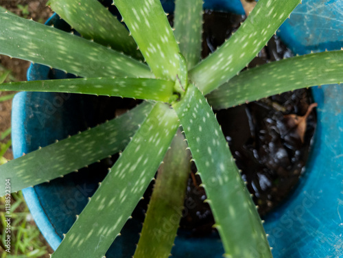  Aloe vera plant at Kurunegala, North Western Province, Sri Lanka photo