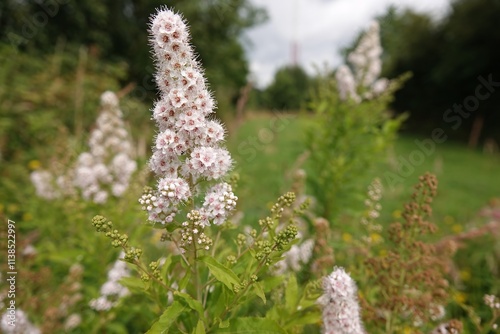 Tablou pe pânză Wide angle closeup on a a rich flowering White Meadowsweet Spirea alba shrub