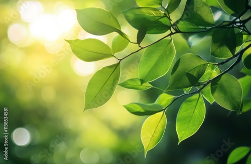 Vibrant green leaves bathed...