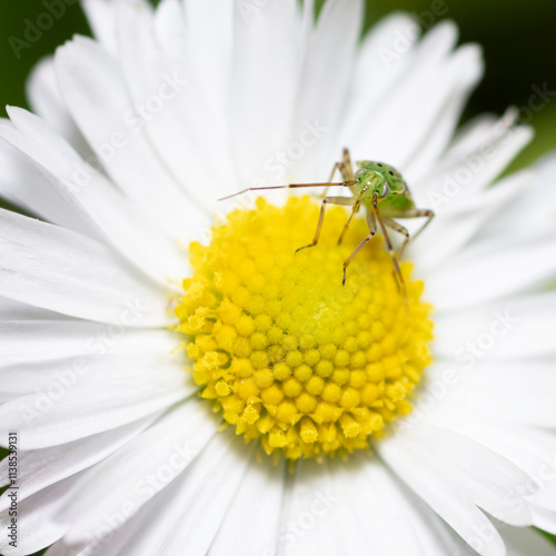 Close up macro of a tarnished plant bug on the underside of a pink flower  a garden.