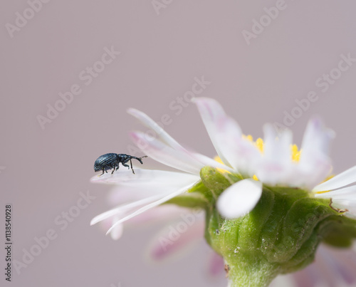 A tiny blue weevil crawls along a pink and white daisy on a plain back ground.