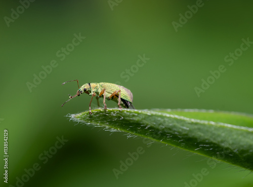 A macro, close up of a pale green weevil as it walks along a blade of grass.