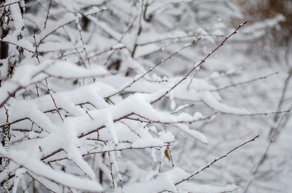Snow on Tree Branches in Cold Winter Scene Snow on Tree Branches in Cold Winter Scene