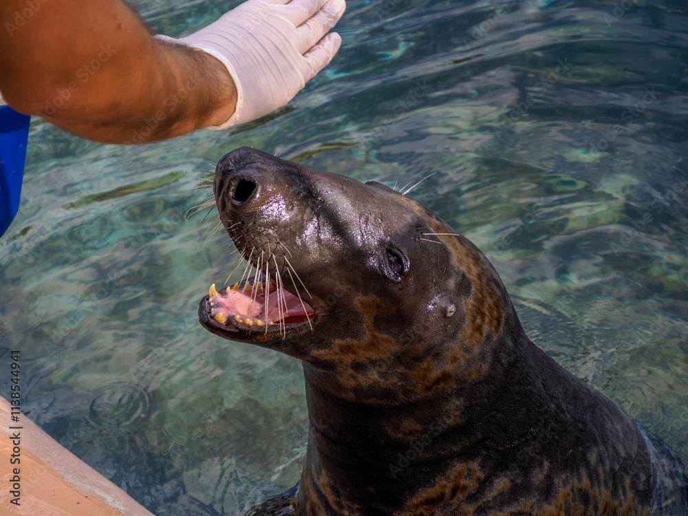 Obraz premium Grey seal close to human being feeded with a fish