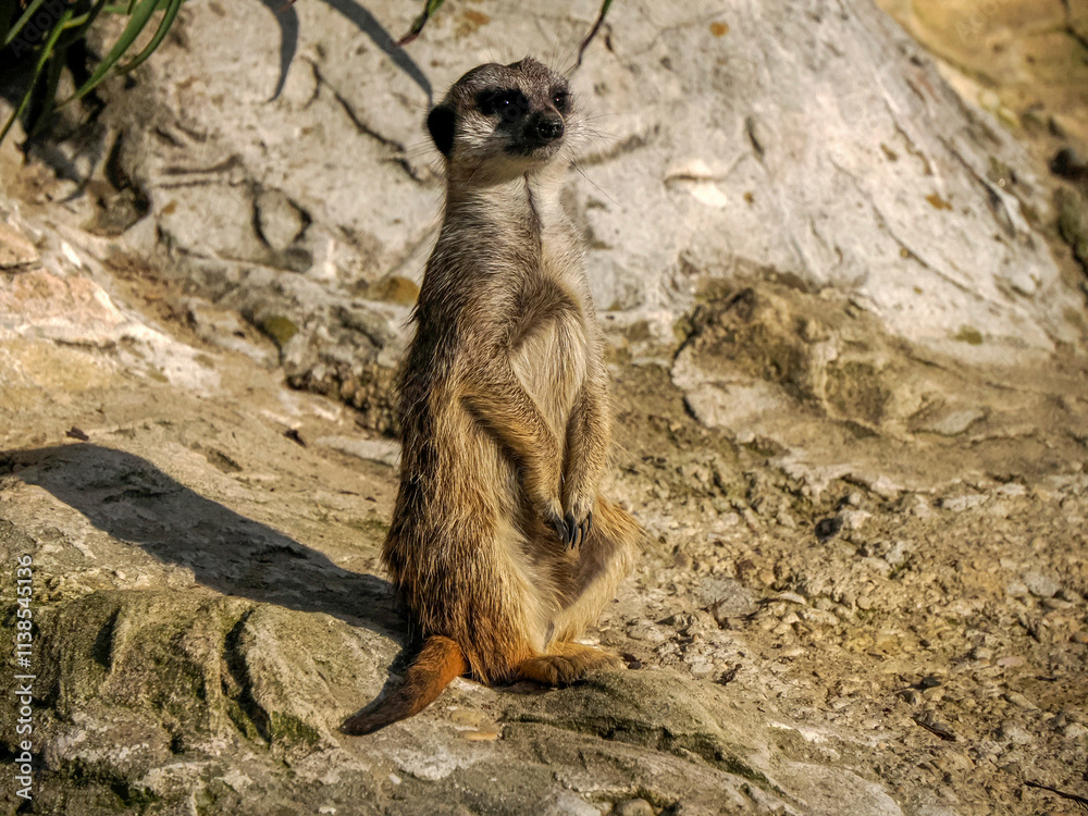 Fototapeta premium Meerkat african mammals close up