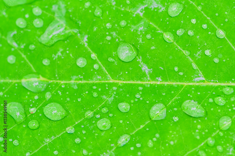 Dewdrops on a Green Leaf: A macro shot captures the delicate beauty of water droplets resting on a vibrant green leaf, creating a serene and refreshing visual. Dewdrops on a Green Leaf: A macro shot captures the delicate beauty of water droplets resting on a vibrant green leaf, creating a serene and refreshing visual.