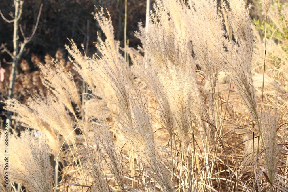 Obraz premium texture background