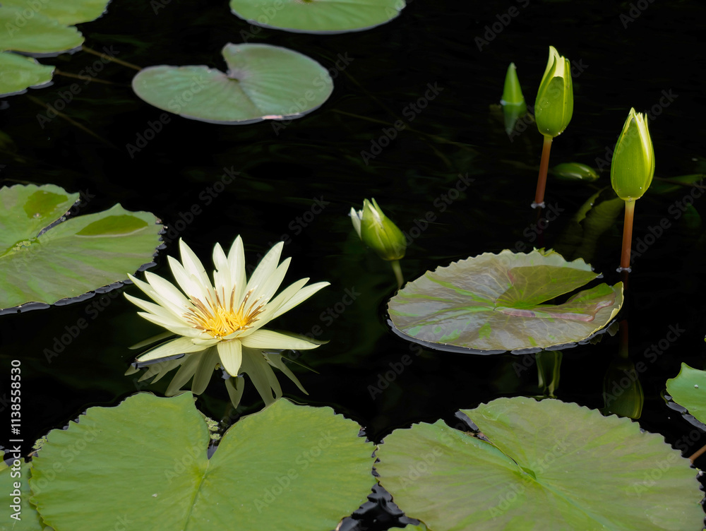 White water lily on a pond in the park White water lily on a pond in the park