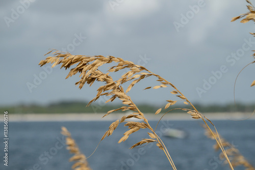 Slika na platnu Sea Oats growing on a beach on Pensacola Bay