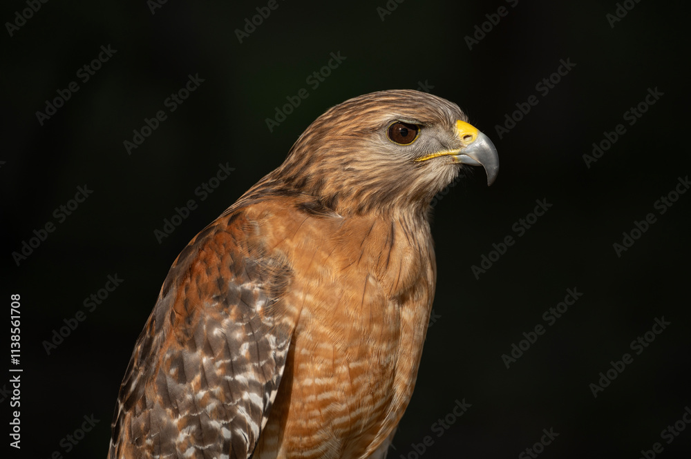 A red-shouldered hawk sitting on a perch A red-shouldered hawk sitting on a perch